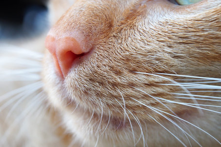 Closeup cat nose and mustache