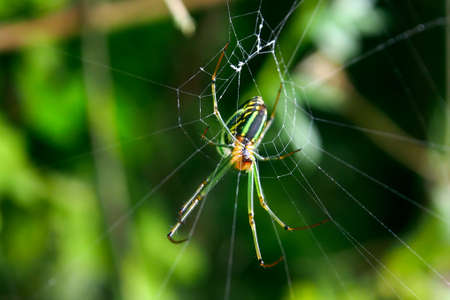 Green spider and spider webの写真素材