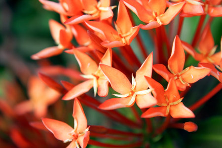 Jungle geranium (Ixora coccinea). Close-up. Orange color.の写真素材