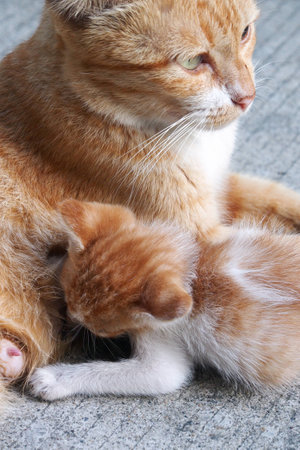 The cat feeds a kittenの写真素材