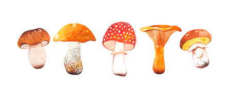 Watercolor hand drawn set of autumn mushrooms. Bright and colorful forest elements. A beautiful...