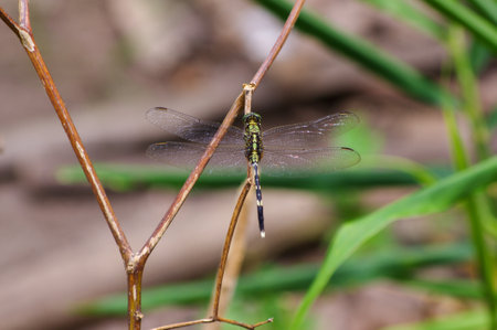 dragonfly perched aloneの写真素材