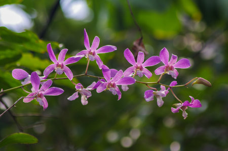 beautiful purple flowerの写真素材