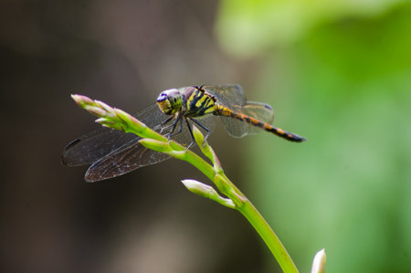 dragonfly perched aloneの写真素材