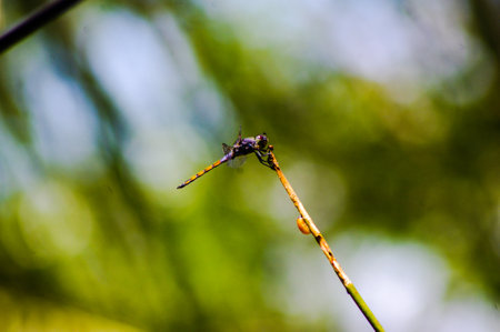 dragonfly perched aloneの写真素材