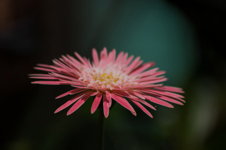 beautiful pink flowerの写真素材