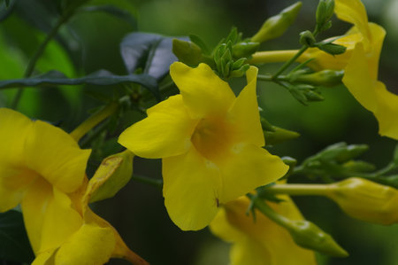 Allamanda cathartica, also known as yellow allamandaの写真素材