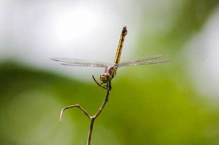 dragonfly perched aloneの写真素材