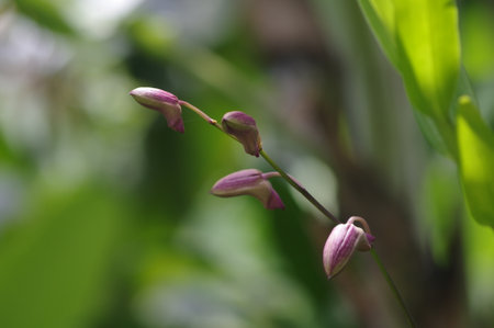 beautiful purple flowerの写真素材