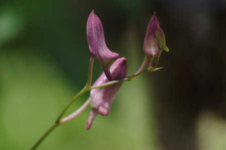 beautiful purple flowerの写真素材