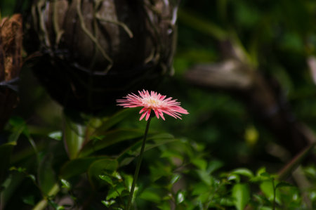 beautiful pink flowerの写真素材