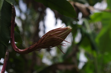 Hibiscus sabdariffa flower in nature garden.の写真素材
