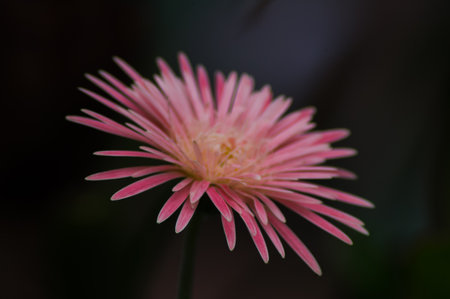 beautiful pink flowerの写真素材