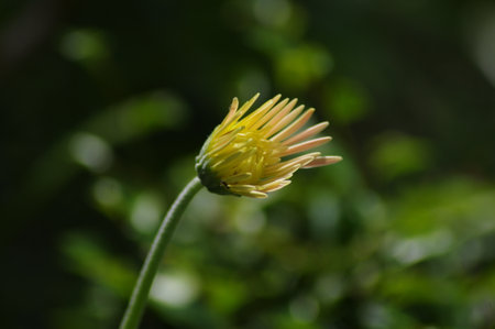 beautiful yellow flowerの写真素材