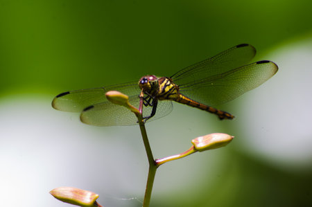 dragonfly perched aloneの写真素材