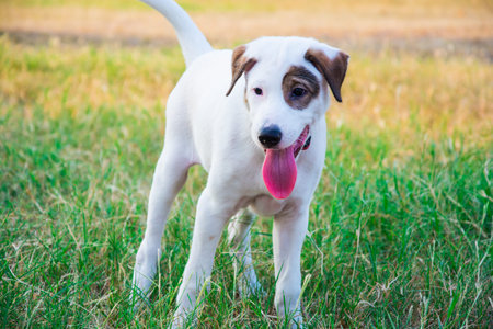 A white dog stand on the lawn was tongue sticking. It's tired.