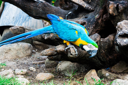 Macaw  parrots on the timber which  It  like to stand  still for tourists to take photo.