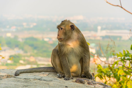 A monkey is sitting to relax on a cliff happily  in evening.