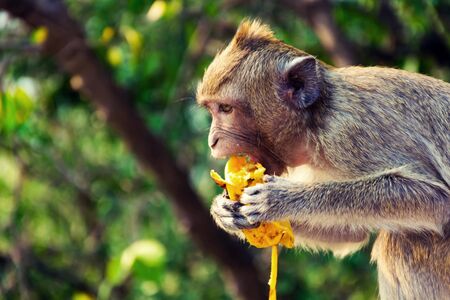 A monkey is eating a banana is on the tree Which these monkey lives at Sam Muk mountain.People and  tourist like to give  a fruit. Location  Bangsan district  Cholburi province  ,Thailandの写真素材