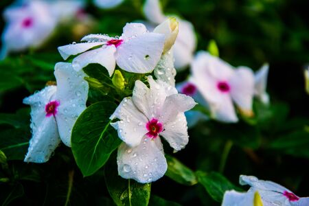 White flower with spray. periwinkle flower bloom in the garden.の写真素材