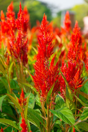 Cockscomb flower are plants  that are  weather  resistant .  Suittable  for  planing  in  humid ...