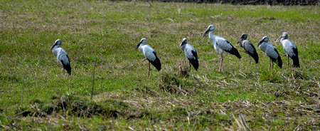asian openbill storkの写真素材