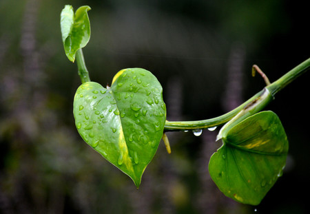 leavesの写真素材