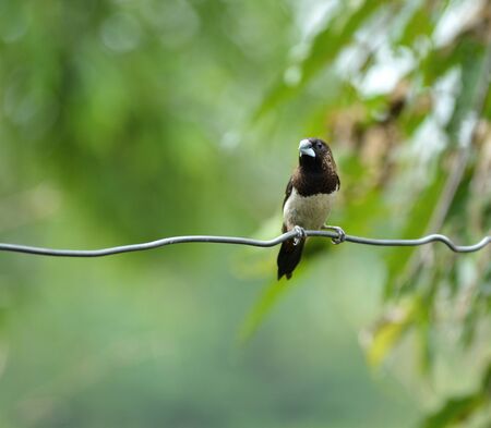 little birdの写真素材