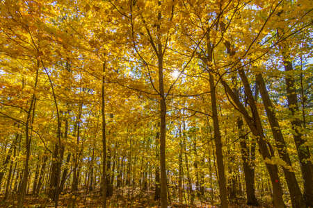 This photo was shot from Ottawa in autumn Canada.の写真素材