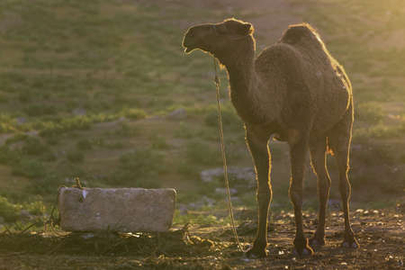 Harran, This photo was shot from Harran city in Turykey.の写真素材