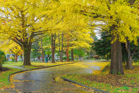 One of the most famous tree in Japanese autumn is the ginkgo and there is a ginkgo avenue in Hokkaido University. Over 380 meter long and consisting of 70 trees, it turns to golden yellow in autumn.の写真素材