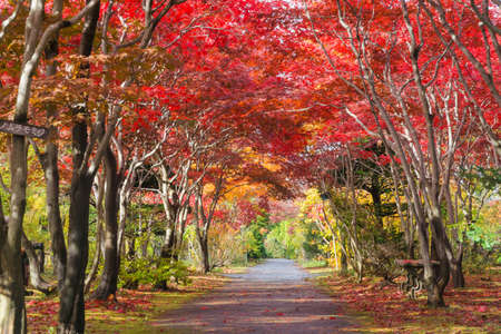 This photo was shot from Hiraoka Tree Art Center in Sapporo, Hokkaido, Japan. All trees change color from green to red in autumn before coming winter. This place is one of popular for tourist attraction in Sapporo.の写真素材