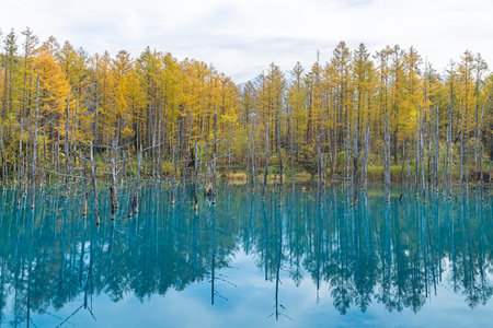 Blue Pond is a man-made pond feature in Biei, Hokkaido, Japan. It is the result of works on the Biei...