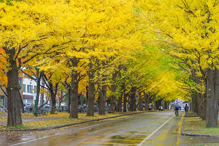 One of the most famous tree in Japanese autumn is the ginkgo and there is a ginkgo avenue in Hokkaido University. Over 380 meter long and consisting of 70 trees, it turns to golden yellow in autumn.の写真素材