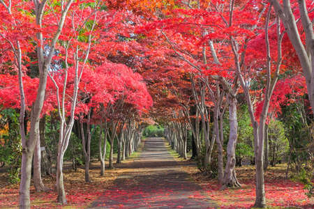 This photo was shot from Hiraoka Tree Art Center in Sapporo, Hokkaido, Japan. All trees change color from green to red in autumn before coming winter. This place is one of popular for tourist attraction in Sapporo.の写真素材