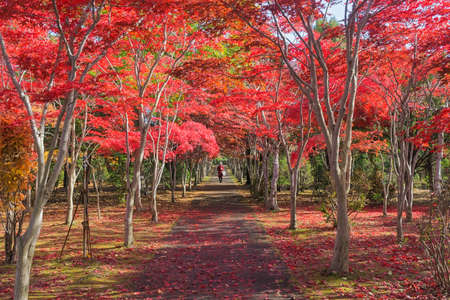 This photo was shot from Hiraoka Tree Art Center in Sapporo, Hokkaido, Japan. All trees change color from green to red in autumn before coming winter. This place is one of popular for tourist attraction in Sapporo.の写真素材