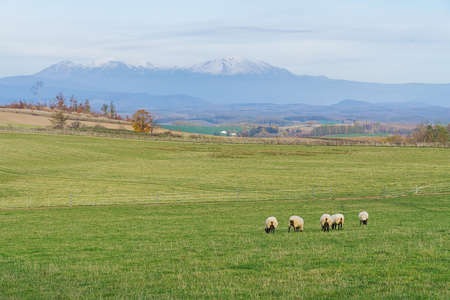Anujakjaimook181200190