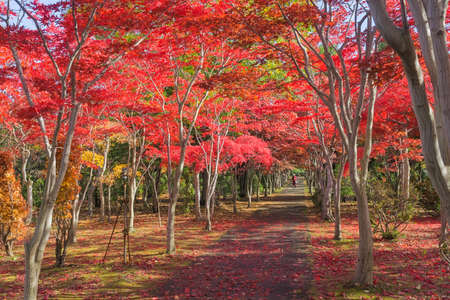 This photo was shot from Hiraoka Tree Art Center in Sapporo, Hokkaido, Japan. All trees change color from green to red in autumn before coming winter. This place is one of popular for tourist attraction in Sapporo.の写真素材