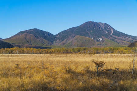 Senjogahara covers the plateau between Chuzenjiko and Yumoto Onsen. It is particularly beautiful during the autumn leaf season in October when the marshland's grasses turn into a reddish yellow and the larch trees into a shiny gold.の写真素材