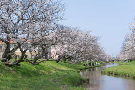 Somei Yoshino cherry trees line the 2 km Tamayugawa River bank which flows through Tamatsukuri hot spring resort. In the evening the trees are lit up and the night view is another charm. Visitors can enjoy both a hot spring and blossoms.の写真素材