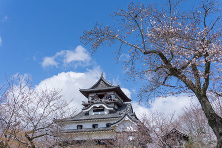Inuyama castle is a small castle in Aichi, Japan. This is a famous place of cherry blossoms in...