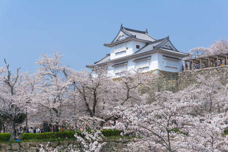 Tsuyama Castle was built about 400 years ago. It has been selected as one of Japanâs top 100 castles and has earned a spot as one of Japanâs top 100 cherry blossom sites. The Tsuyama Cherry Blossom  gives visitors the chance to experience the parkâsのeditorial素材