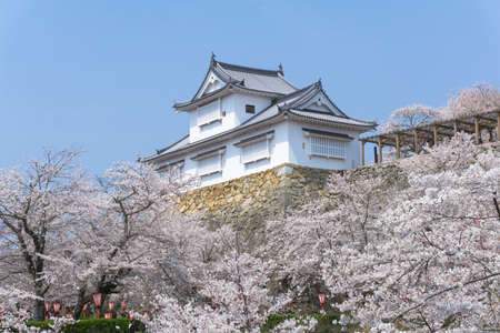 Tsuyama Castle was built about 400 years ago. It has been selected as one of Japanâs top 100 castles and has earned a spot as one of Japanâs top 100 cherry blossom sites. The Tsuyama Cherry Blossom  gives visitors the chance to experience the parkâsのeditorial素材