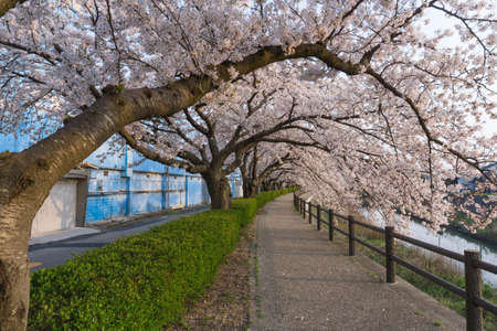 Tottori City is located in western Japan along the coast of the Sea of Japan. Tottori is most famous for its sand dunes, ruins of the former castle and sakura tunnel along Fukura river.の写真素材