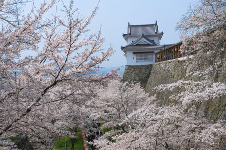 Tsuyama Castle was built about 400 years ago. It has been selected as one of Japanâs top 100 castles and has earned a spot as one of Japanâs top 100 cherry blossom sites. The Tsuyama Cherry Blossom  gives visitors the chance to experience the parkâsのeditorial素材