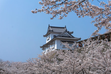 Tsuyama Castle was built about 400 years ago. It has been selected as one of Japanâs top 100 castles and has earned a spot as one of Japanâs top 100 cherry blossom sites. The Tsuyama Cherry Blossom  gives visitors the chance to experience the parkâsのeditorial素材