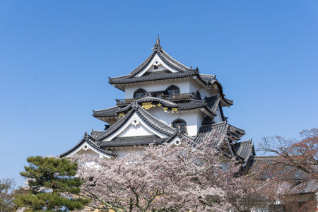 Hikone Castle was completed in 1622. It is an original castle, survived the post feudal era without undergoing destruction and reconstruction. Besides the castle's main keep, most of the inner moats, walls, guard houses and gates also remain intact.のeditorial素材