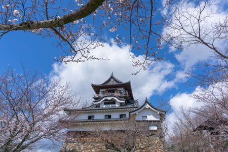Inuyama castle is a small castle in Aichi, Japan. This is a famous place of cherry blossoms in Inuyama City and there are about 40 cherry trees here.のeditorial素材