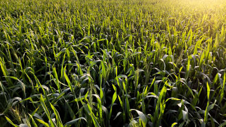 A wheat farm in which evening sun light is bursting in.の写真素材