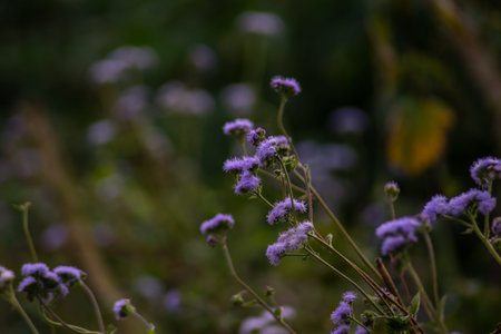 small purple wild flowers and buds with green stems in the mountains